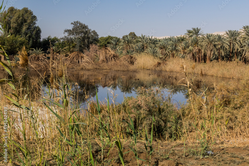 埃及达赫拉绿洲的小池塘