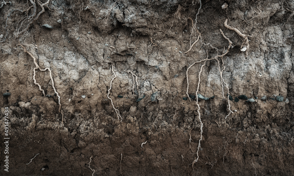 地下有不同土层、岩石和植物根系的土段