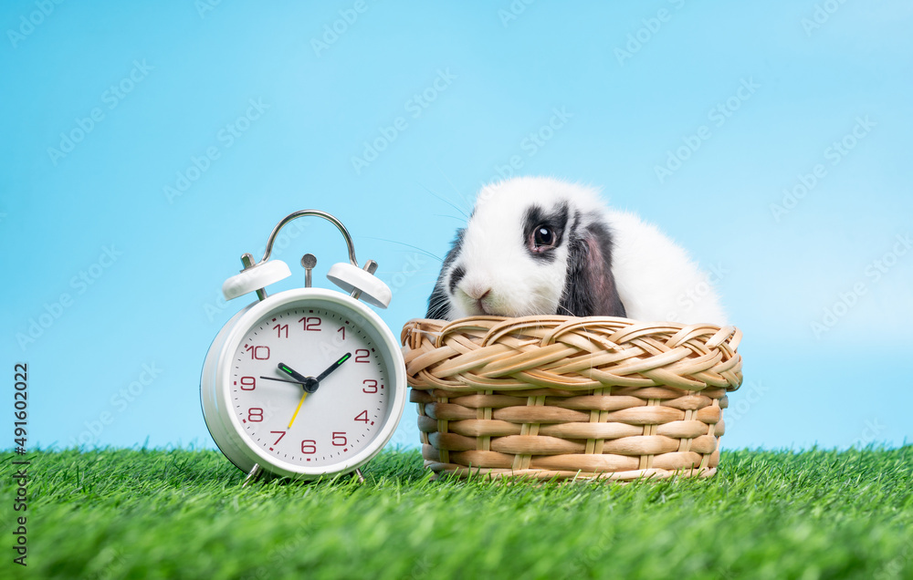 A furry and fluffy cute Black and white rabbit is sitting in the basket on Green grass and blue back