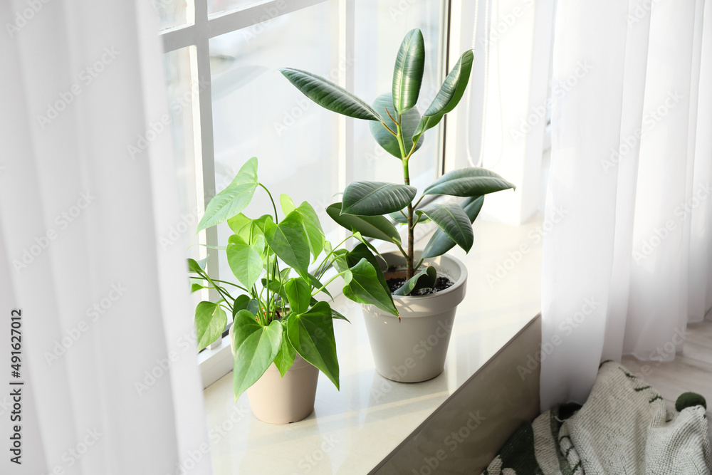 窗台上的绿色室内植物
