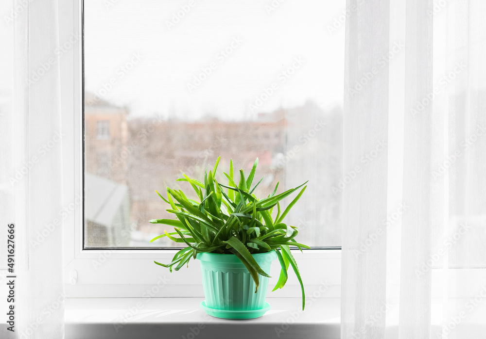 窗台上的绿色芦荟盆栽