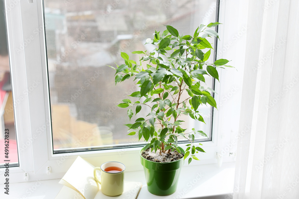 绿色室内植物，一杯茶，窗台上的书
