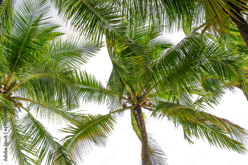 白色背景上的低角度棕榈树热带椰子棕榈叶框架隔离在白色背景上
