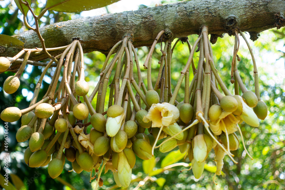 榴莲花榴莲的花期。泰国热带水果之王的授粉