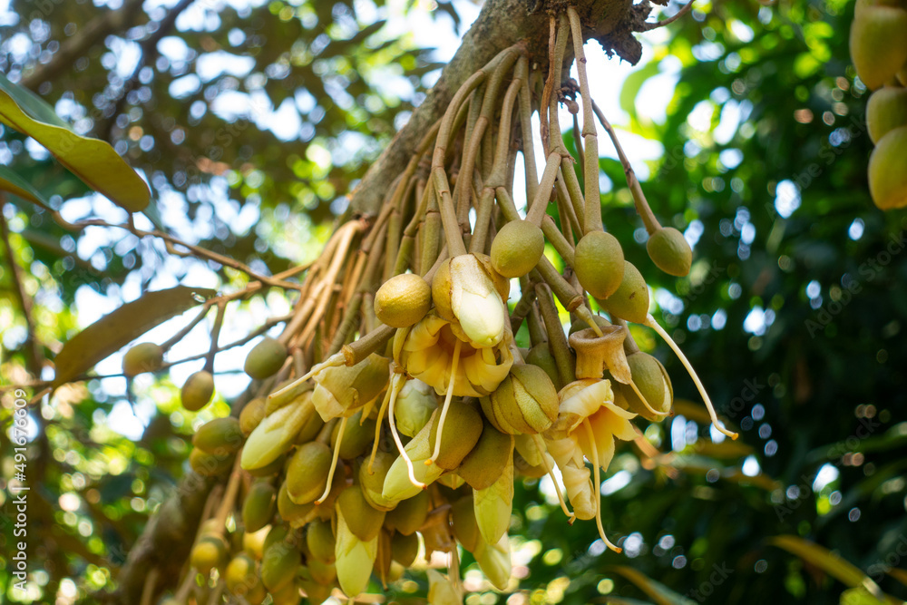 榴莲花榴莲的花期。泰国热带水果之王的授粉