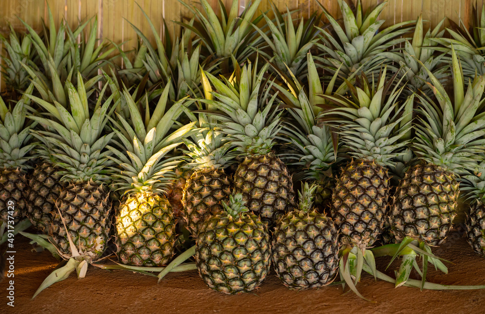 收获后的菠萝果实群。菠萝是富含维生素的热带水果