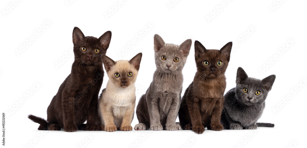 一排5只不同颜色的缅甸猫小猫，坐在一起。都朝着凸轮看