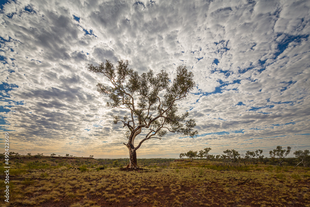 Landscape with Snappy gum tree (Eucalyptus racemosa) in backlight against a sky with sheep clouds