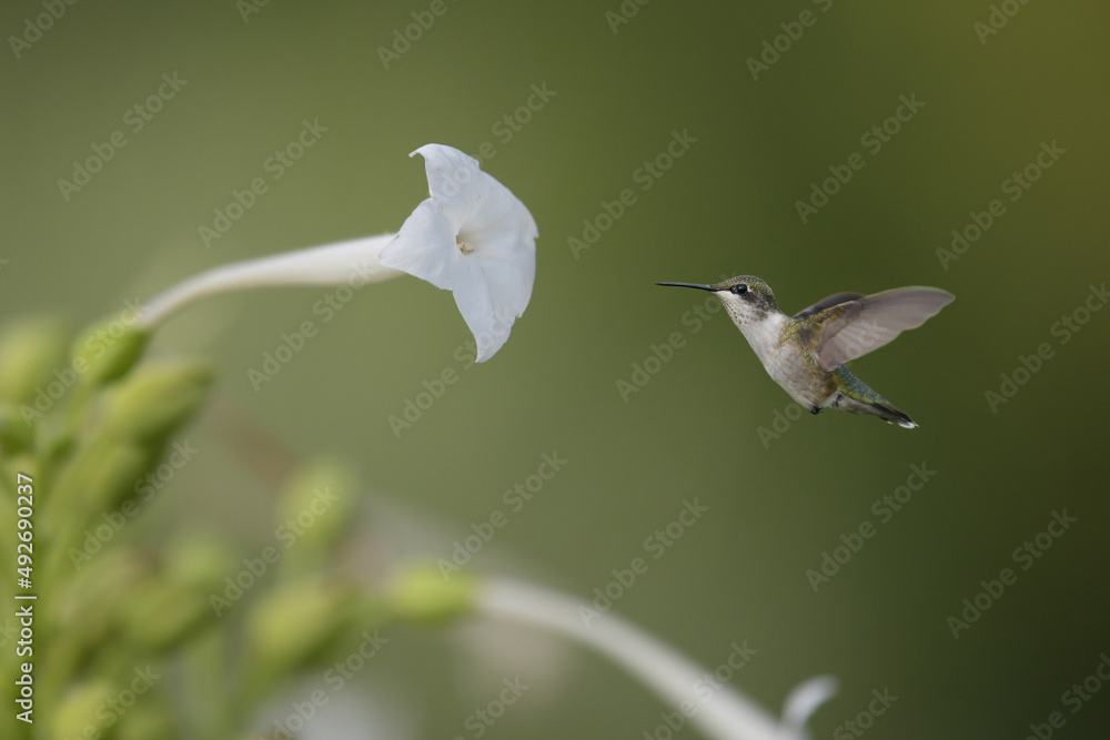 Hummingbirds are birds native to the Americas. They are the smallest of birds, most species measurin