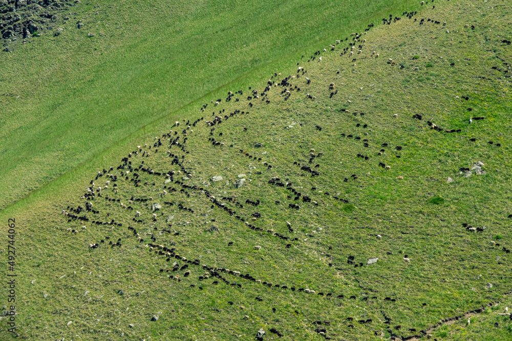 Flock of sheep grazing on hills
