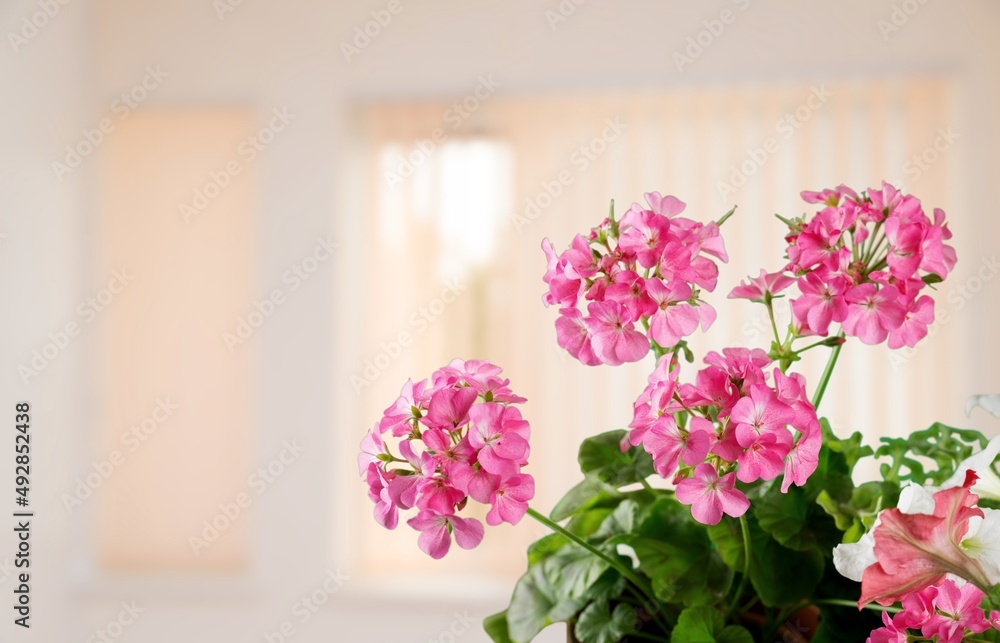 房子窗台上花盆里的花和叶子。照料室内植物。家居花园