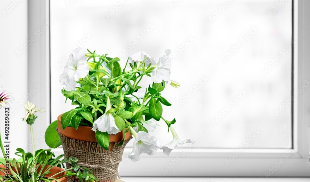 A flower and leaves in a flower pot on the windowsill in the house. Care of a houseplant. Home garde