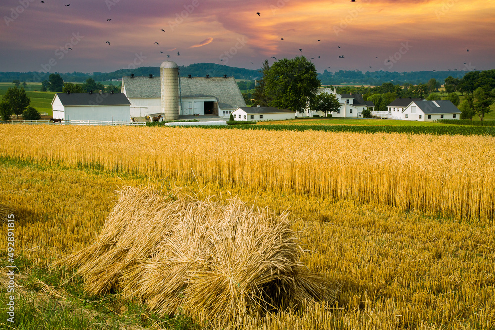 宾夕法尼亚州兰开斯特附近的阿米什农场。一捆捆小麦被捆起来