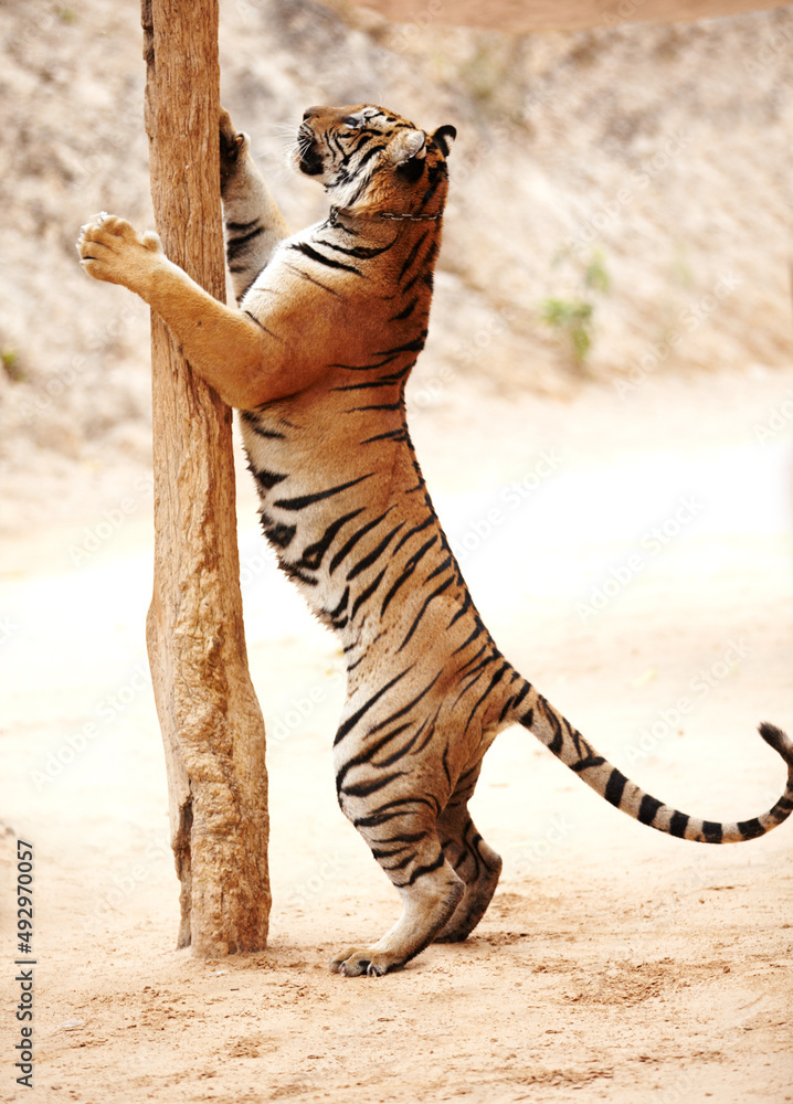 Tiger scratching a pole while standing on its hind legs. Tiger standing on its hind legs at a scratc
