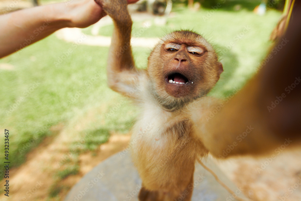 泰国猴子伸手。泰国的一只猕猴正在向镜头伸手。
