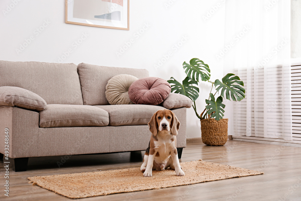 可爱的比格犬，大耳朵躺在柳条地毯上。可爱有趣的棕色、黑色和白色小狗