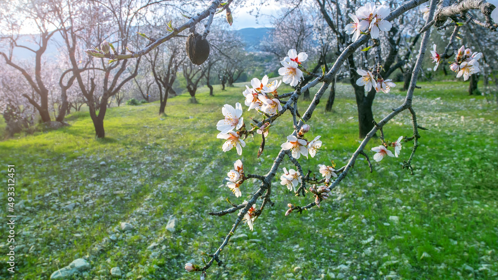 春天花园里开着白粉色花朵的杏仁树枝