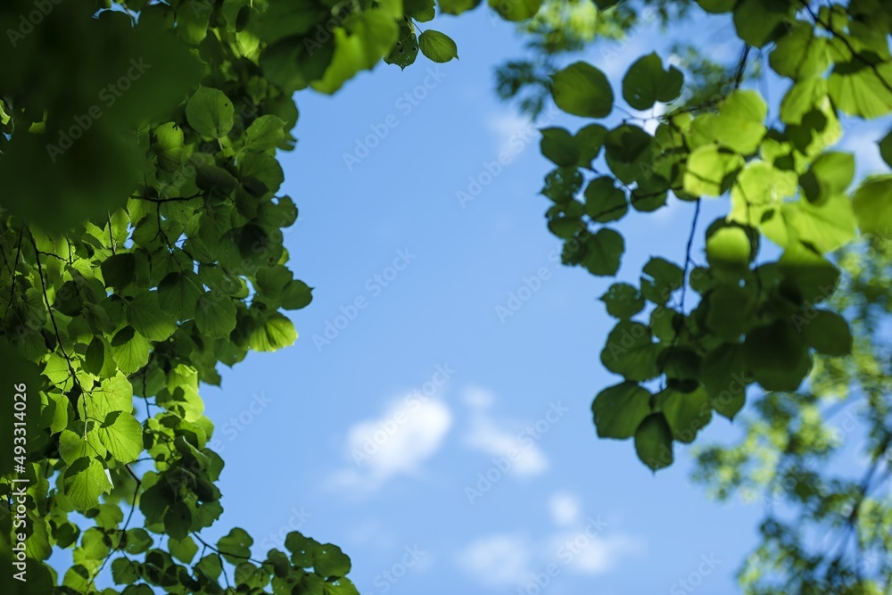 夏季落叶树，在美丽的阳光和光线的照射下，在背景天空中，树木和
