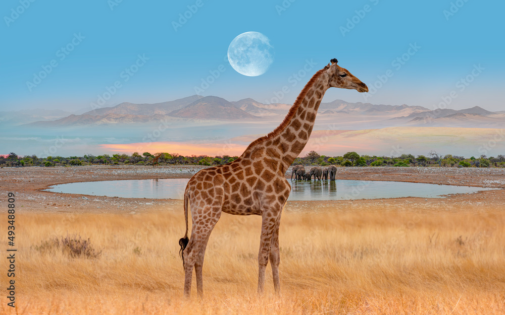 Amazing giraffe walking across the African savannah - Amazing african elephants at sunset - African 