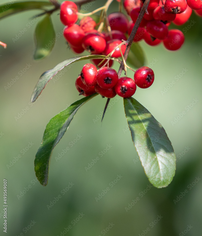绿色灌木上的红色小浆果，大自然。