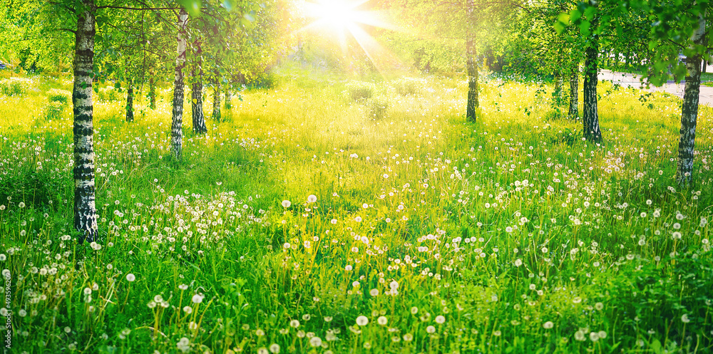 阳光明媚的春天的白桦林，覆盖着多汁的绿色嫩草和蒲公英。