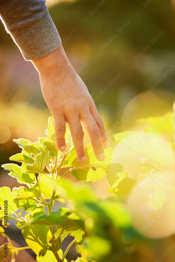 与植物亲密接触。一名男子触摸植物叶子的裁剪镜头