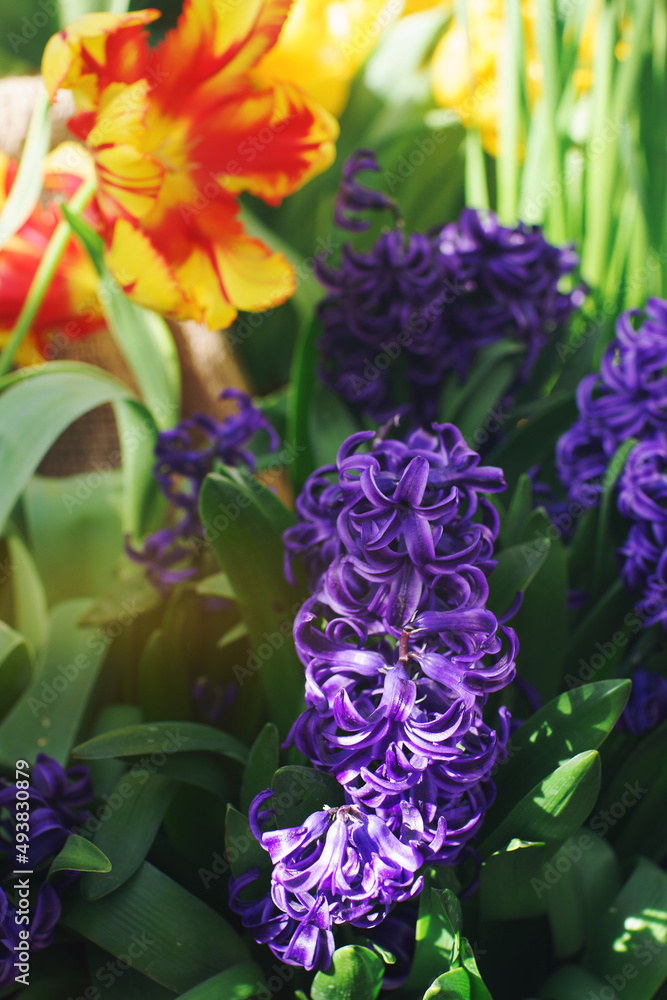 阳光明媚的日子里，花园里开出了紫色的风信子花
