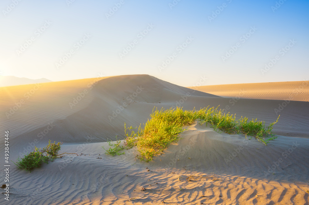 沙漠中的沙丘。白天的风景。沙滩上的线条。沙丘和天空。夏季景观