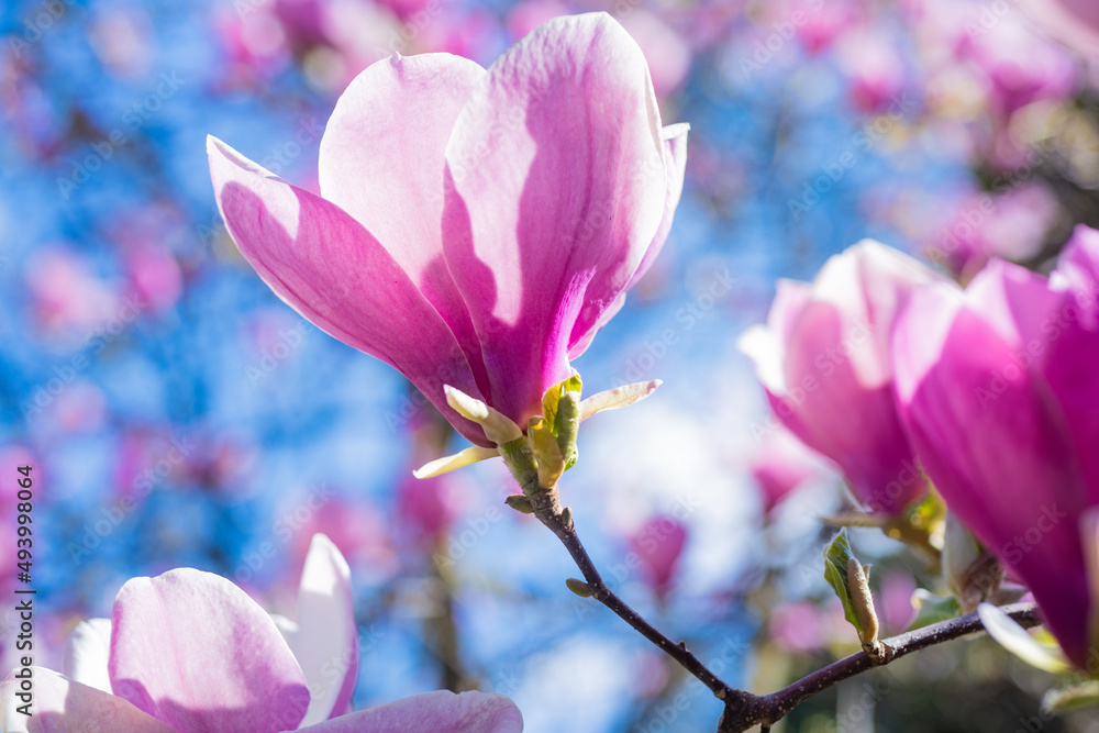 春天盛开的木兰粉色花朵
