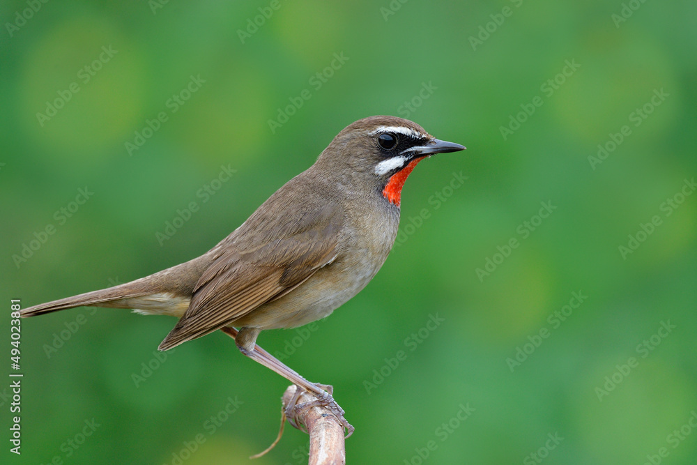 美丽的棕色小鸟，有着明亮的红色下巴，骄傲地栖息在绿黄色boke上的木枝上