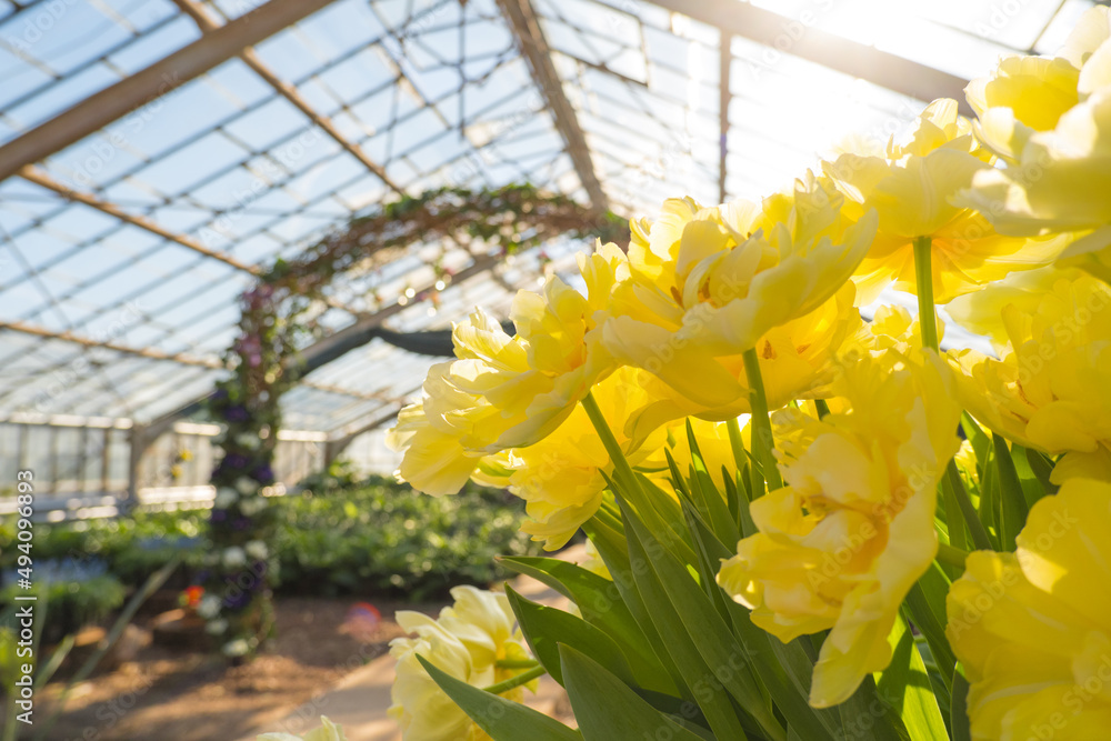 温室里春天黄色美丽的郁金香。