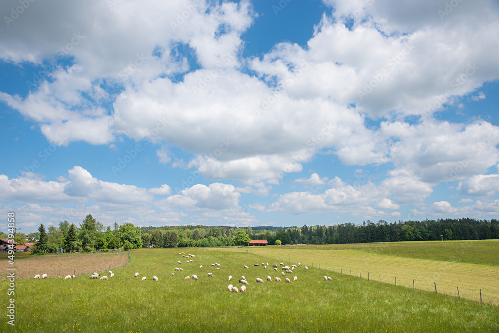 绿色牧场，放牧羊群，蓝天白云，乡村景观