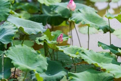 池塘里一朵美丽的粉红色睡莲或莲花