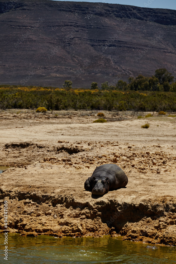 享受正午的阳光。一只河马躺在非洲平原的一个水坑附近的照片。