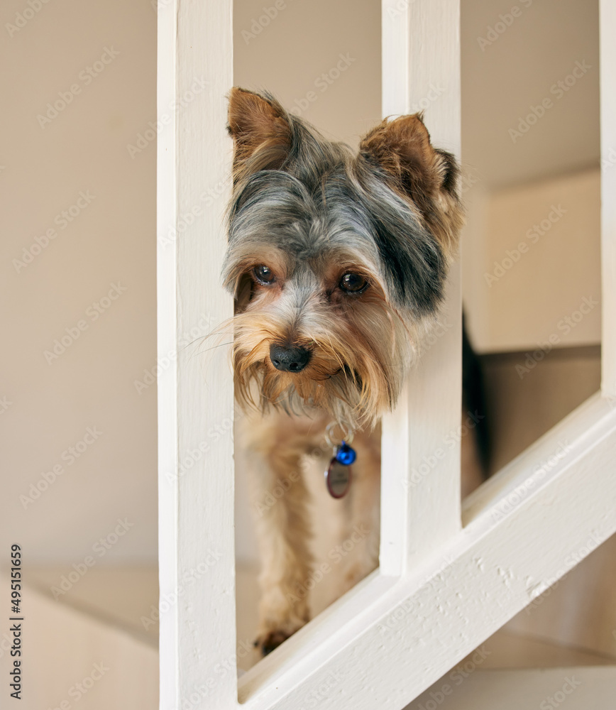 没带我就别走，好吧。一只可爱的狗在家里楼梯上玩耍的照片。