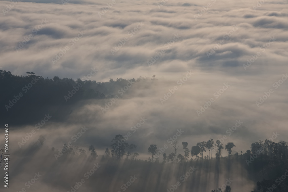 清晨山谷雾海下的树线阴影