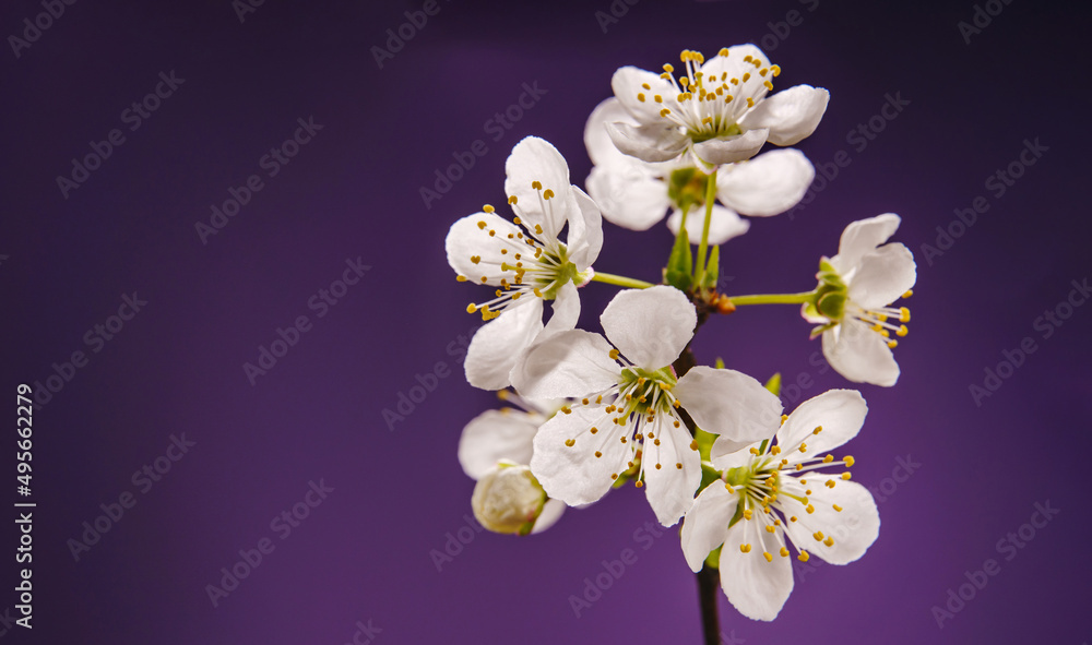 树枝上的春天杏花，背景是紫色的。绽放着天然的花朵