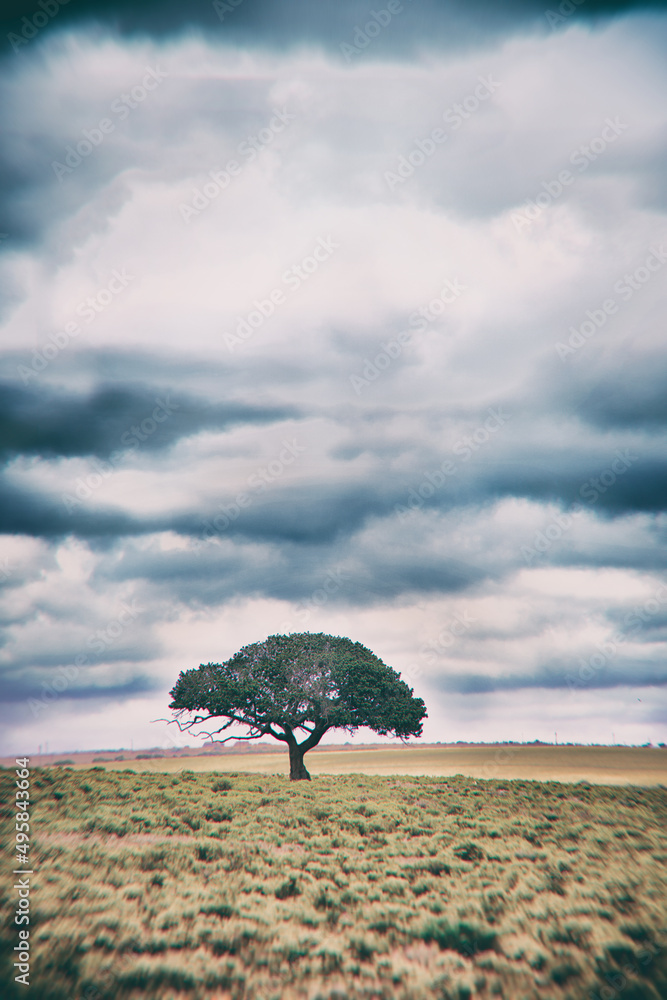 生命之树。一棵矗立在遥远的非洲景观上的树——复制空间。