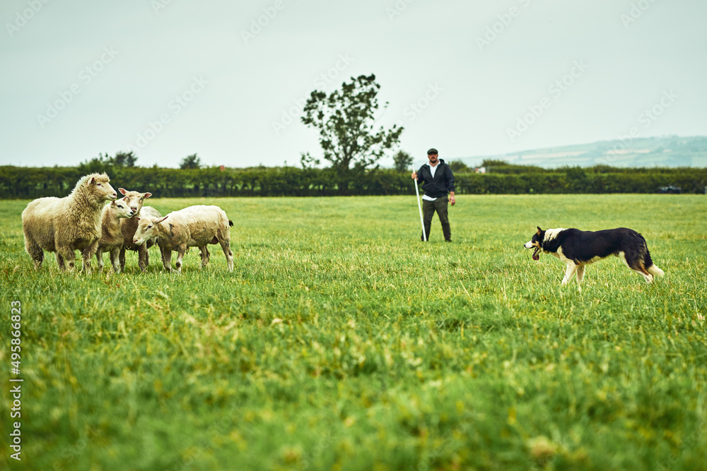 Its a face off. Wide shot of a focused young farmer looking at his dog facing off with tree sheep on