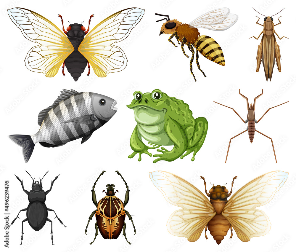 白色背景下的不同种类的昆虫和动物