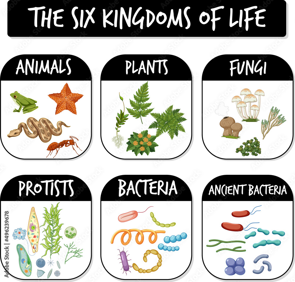 Diagram showing six kingdoms of life