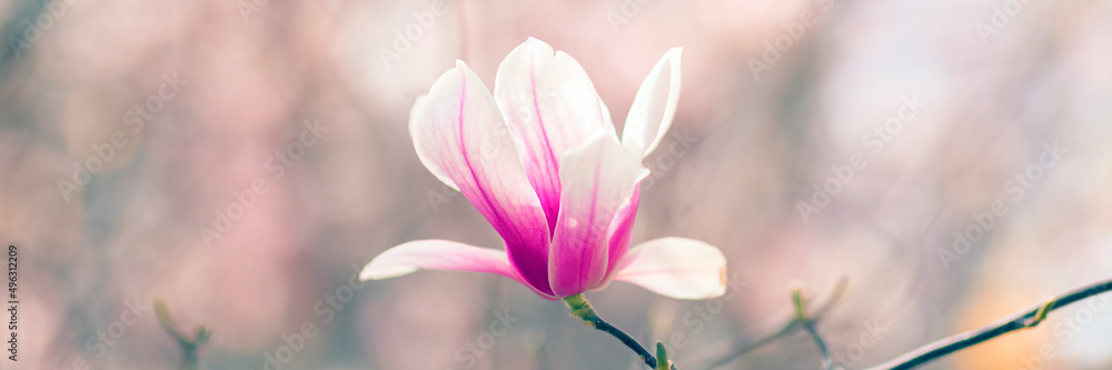 木兰树在春天开花，在阳光的柔和模糊背景下开出紫色的花朵