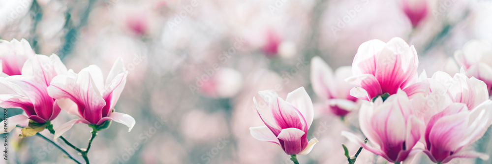 木兰树在春天开花，阳光柔和模糊的背景