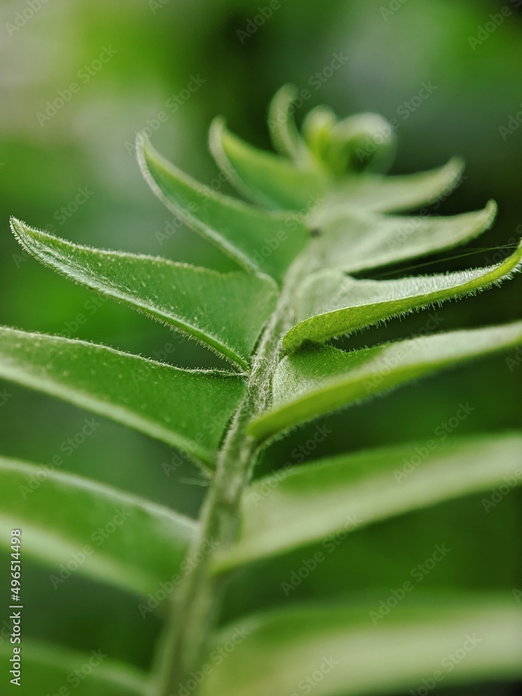 野生植物独特微距摄影