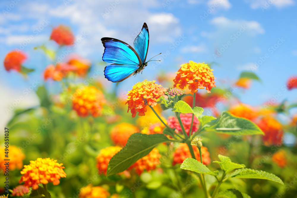 在明亮的阳光下，橙色亚特兰大花上的形态蝴蝶的美丽春夏图像