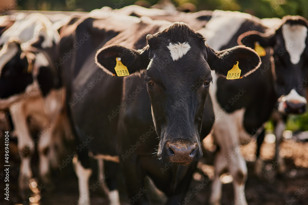 我们是自由放养的。一群牛在奶牛场吃草的镜头。