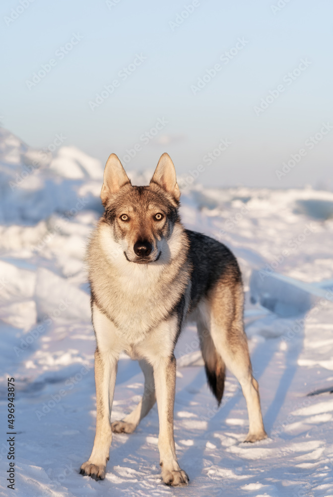 日落时，一只杂交狗和狼站在雪地里的明亮画像。背景是冰丘。