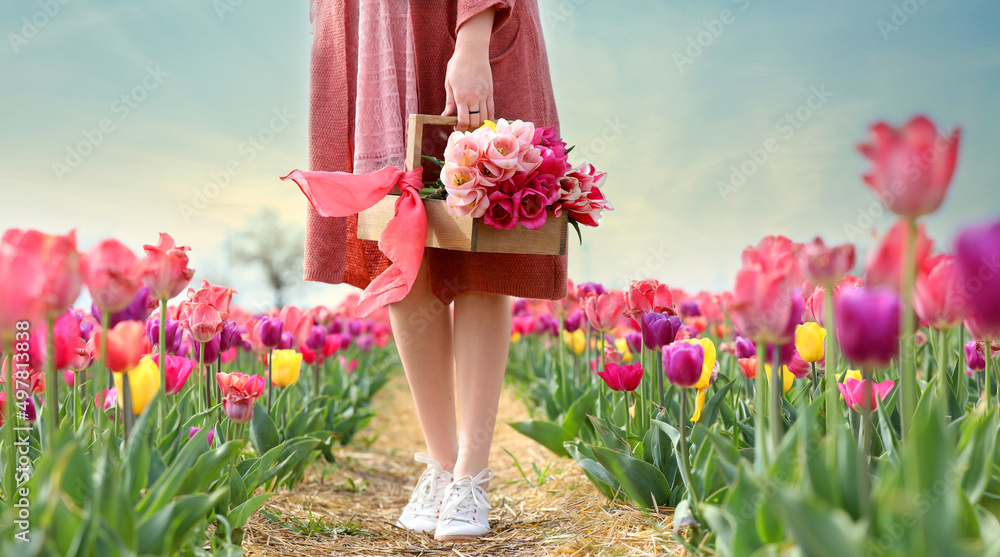 春日郁金香地里一篮鲜花的美丽年轻女子
