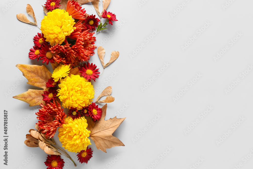 Composition with beautiful chrysanthemum flowers and autumn leaves on white background