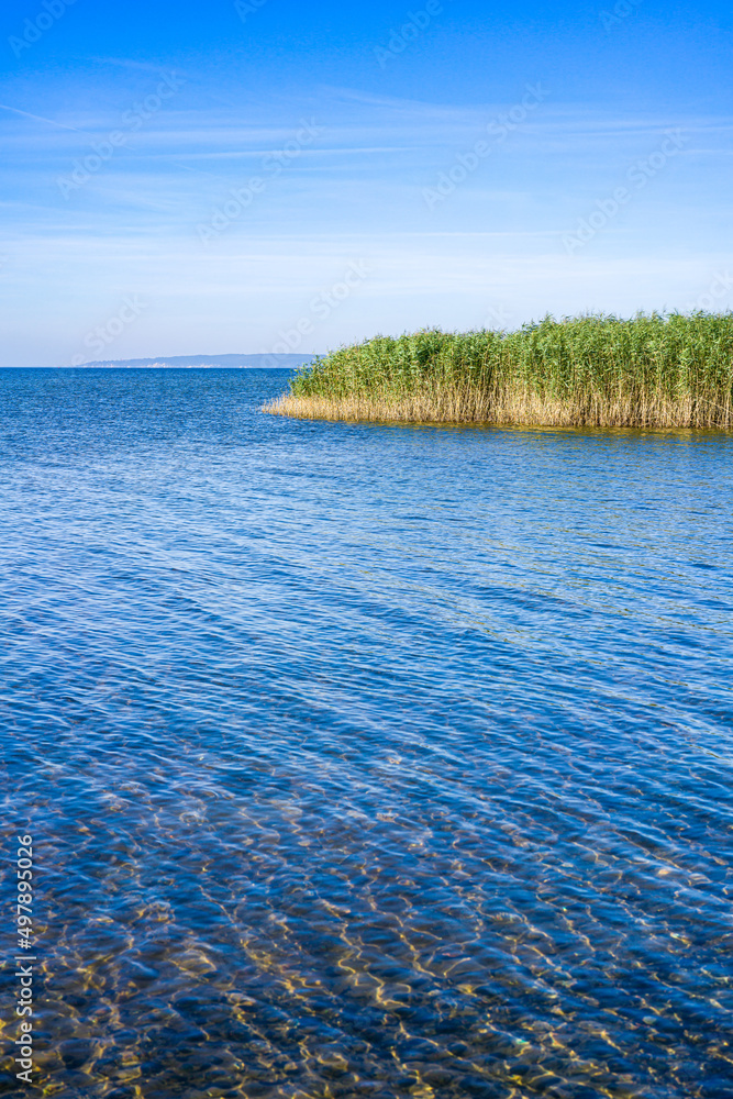 Reeds on the shore of the Zalew Szczeciński.